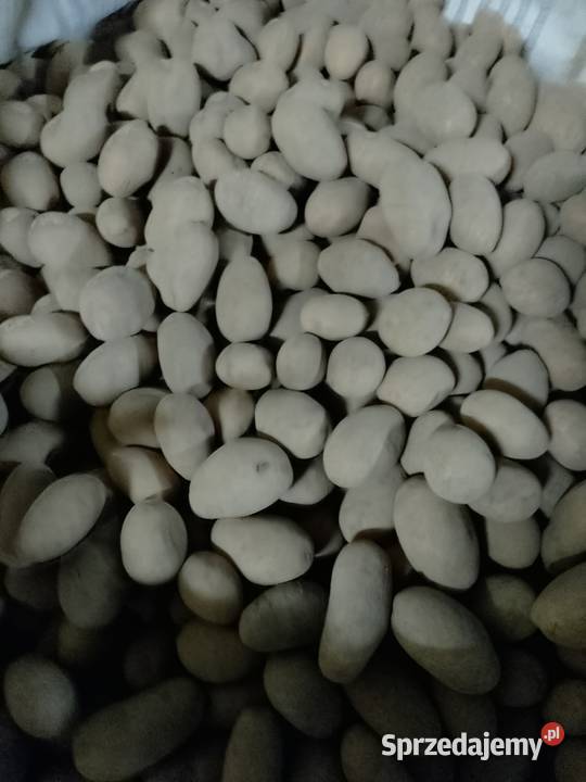 Sprzedam ziemniaki Queen Anna OPAKOWANIE BIG BAG Zakroczym