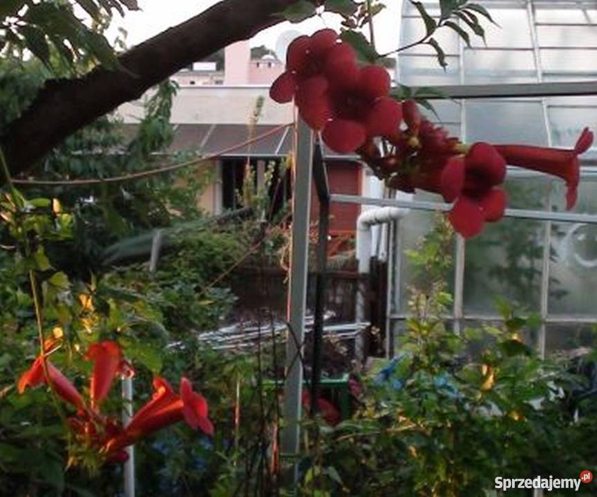 Milin amerykański przepiękna ozdoba ogrodu Bydgoszcz