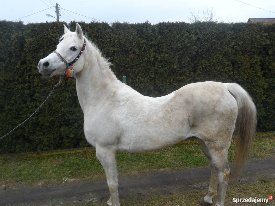 Sprzedam Klacz Arabską z niemieckim pochodzeniem Zatom Stary