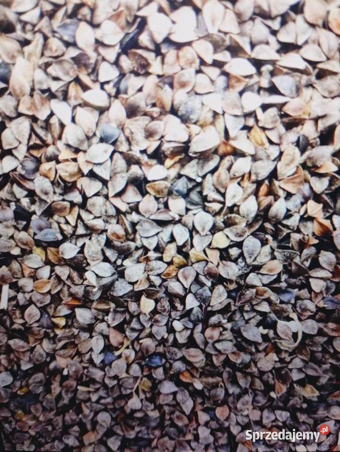 Sprzedam Grykę i soję zbiór 2025 Produkcja roślinna lubelskie