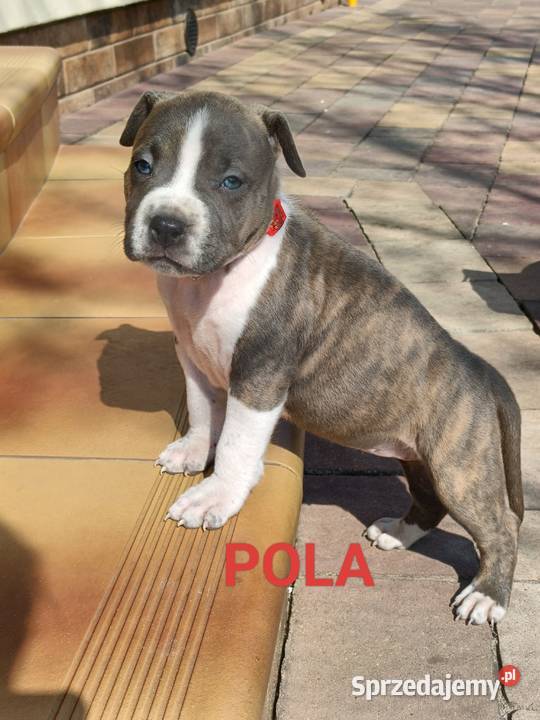 Szczenięta Amstaff american staffordshire Wyszków