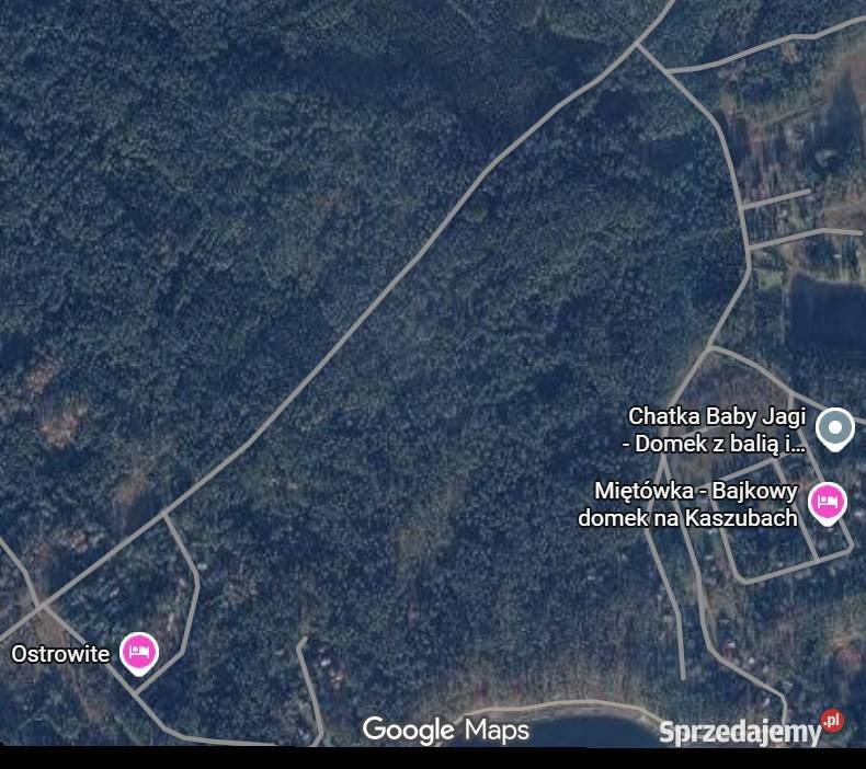 Kompleks leśny 58 ha Sosna 75 lat Gmina Nieruchomości