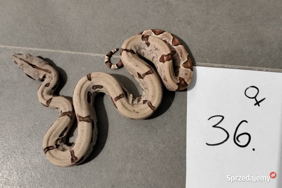 Boa cesarskie samice hypo cb26