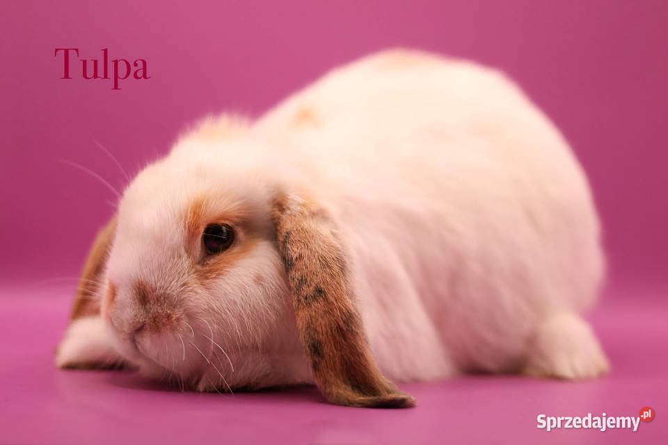 Króliki miniaturki Zwierzęta Budzyń
