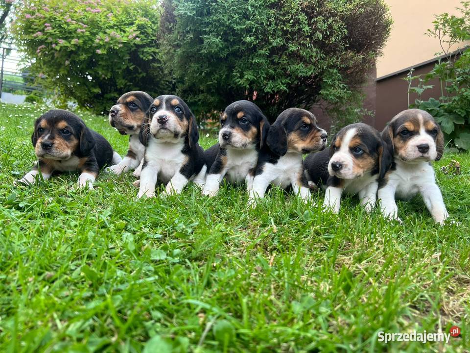 Szczeniaki Beagle Tricolor Beagle Limanowa