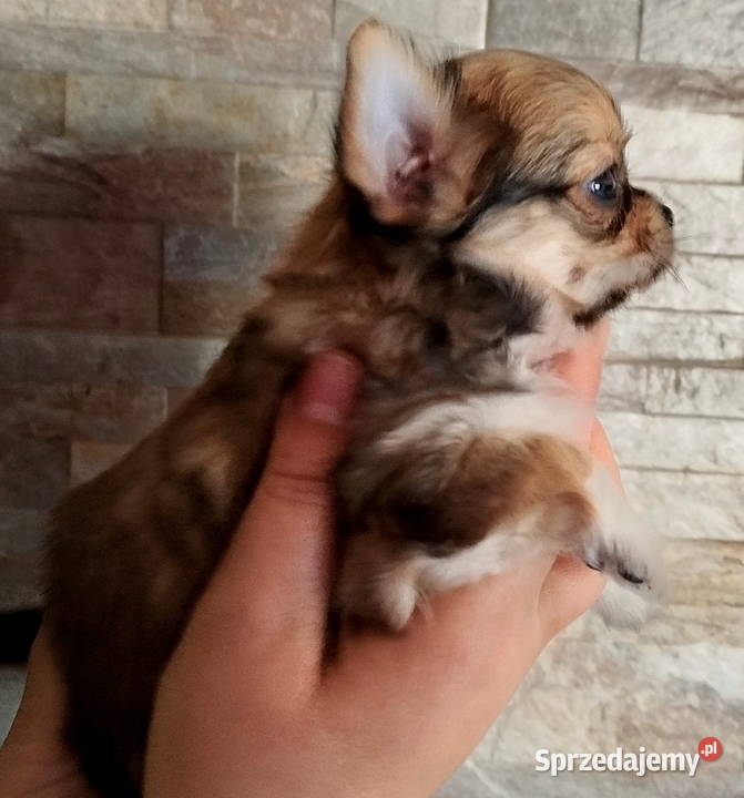 Chihuahua maleńki piesek długowłosy Chihuahua Konin