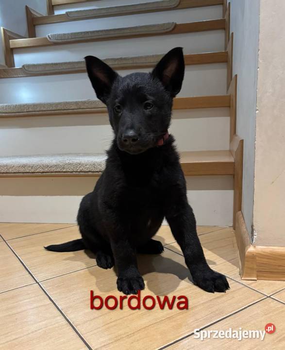 Owczarek belgijski Malinois łódzkie sprzedam