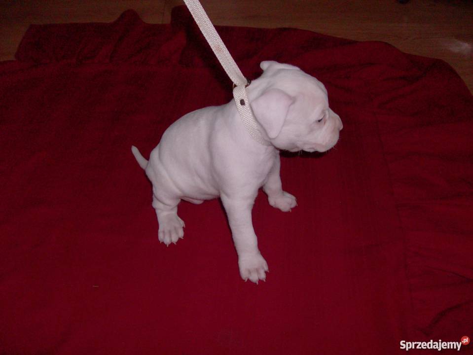 Mocne szczeniaki Amstaff Brzeg