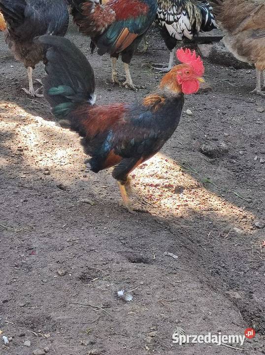 Liliputek karzełek opolskie sprzedam