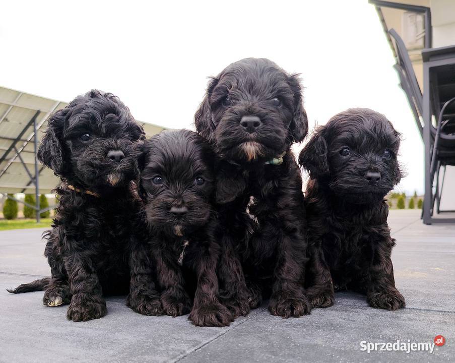 Cockapoo F1 Spaniel Pudel Radom