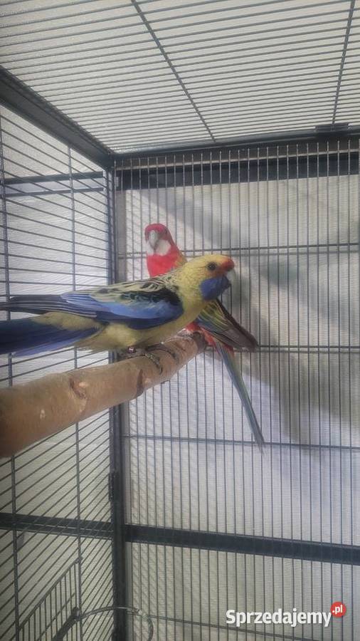 Rozella słomkowa Ptaki Wieliczka