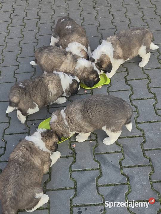 Moskiewski Pies Stróżujący Nie Bernardyn Nie Zakrzyn