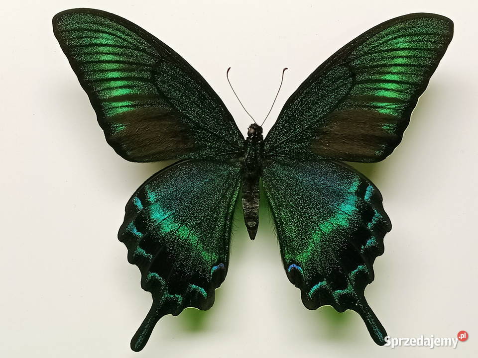 Motyl w ramce 16x14Papilio maacki forma letnia Szczecin