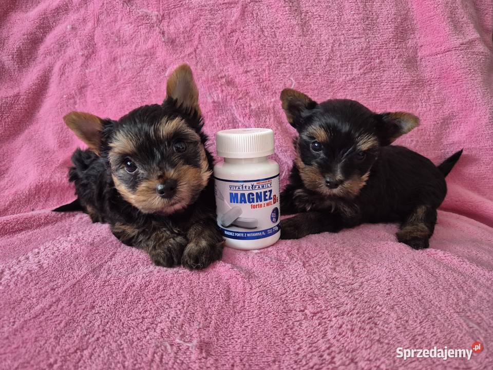 YorkShire Terier piękne szczenięta śląskie