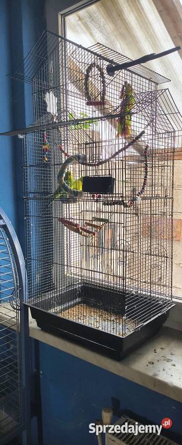 Sprzedam parkę papug falistych Włóki