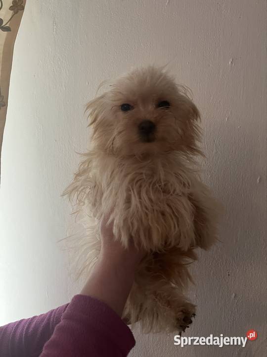 Suczka brązowa świętokrzyskie