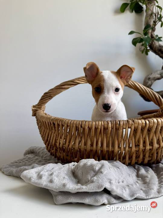 Szczeniaczek Jack Russell Terrier rodowód Jack Russell Terrier Poznań