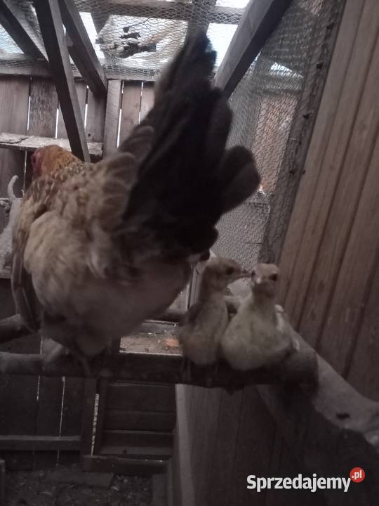 Młode pawie z kwoką Brusy sprzedam