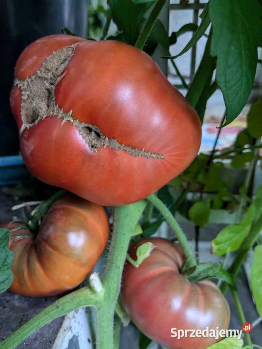 Warzywa Dynia bezłupinowa Cukinia zimowa nasiona Kraków