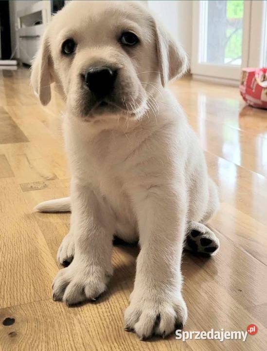 Labrador retriever pochodzenie fci Strużki sprzedam