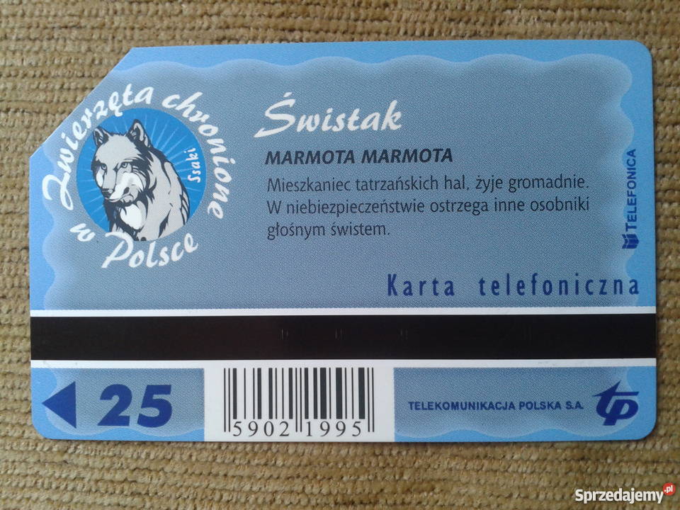 ŚWISTAK MIESZKANIEC TATRZAŃSKICH HAL Piszczac