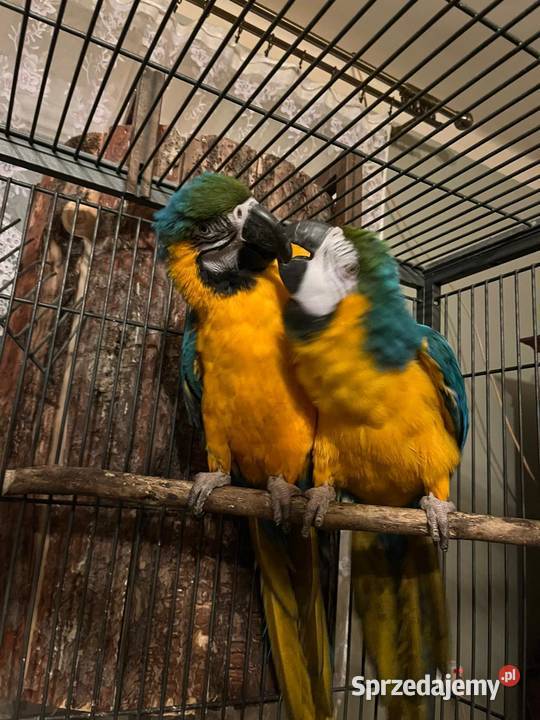 Para papug arauna Bogoria