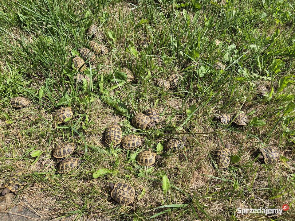 Żółwie greckie na sprzedaż Warszawa