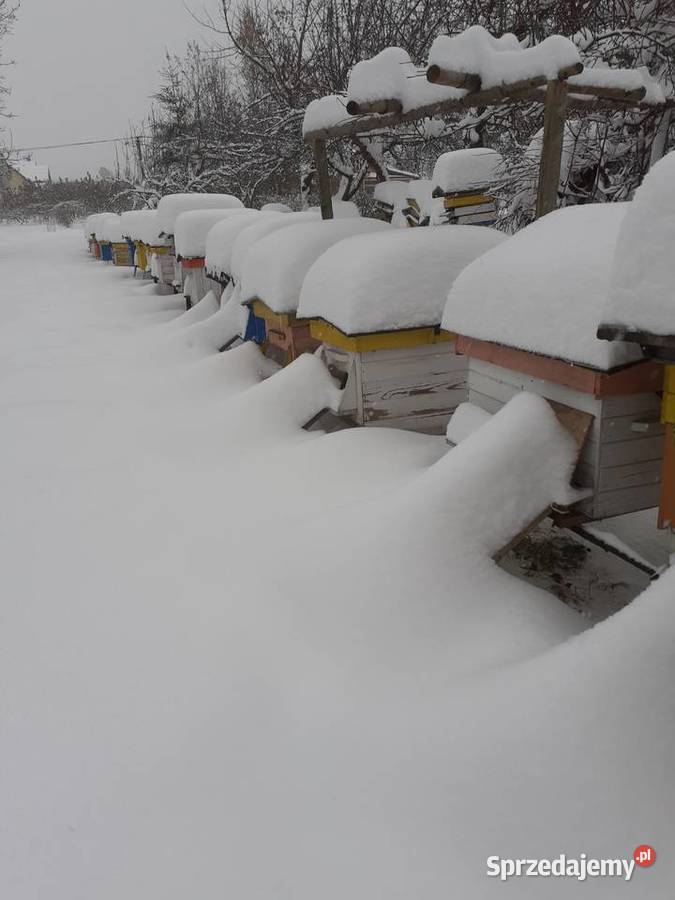 Sprzedam pszczoly z ulami bez uli w 2026r Pszczelarstwo Andrychów sprzedam