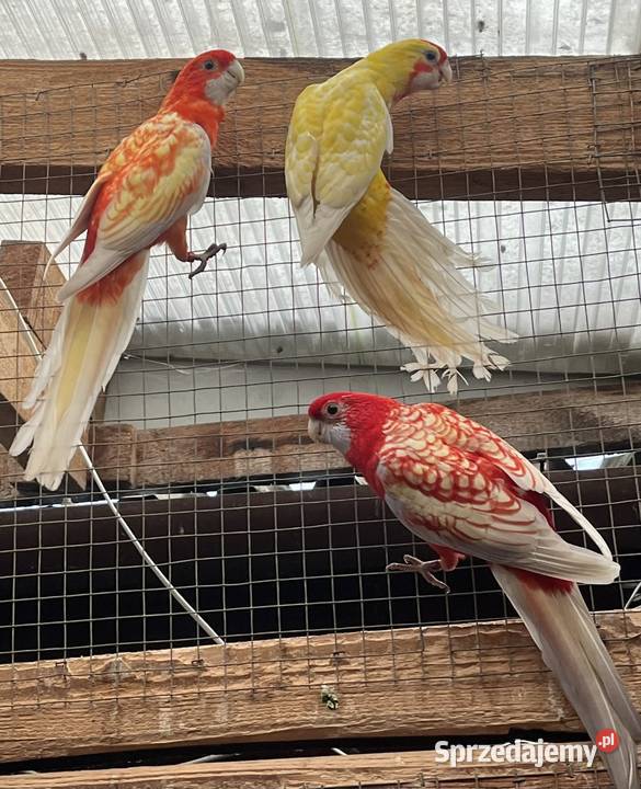 Rozele Królewska Pastel pomorskie Sztum