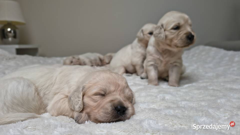 Szczenię Golden retriever Rusowo
