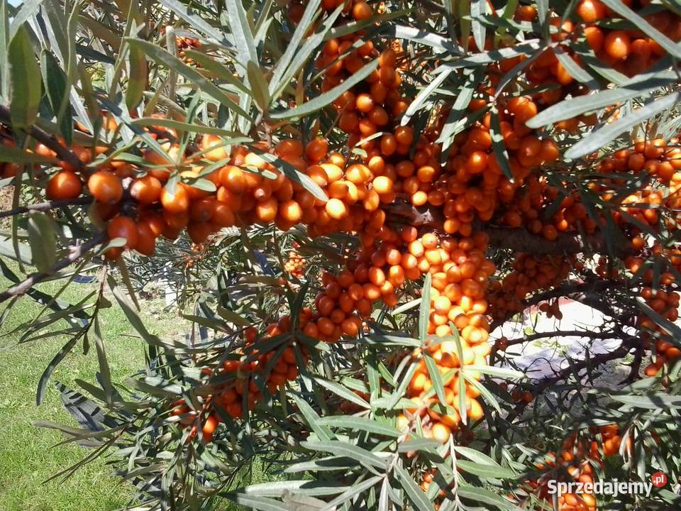 Owoce rokitnika sprzedam