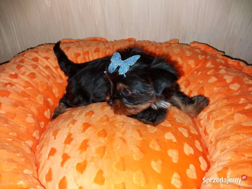 Yorkshire Terrier Black Tan Zwierzęta pomorskie Rumia