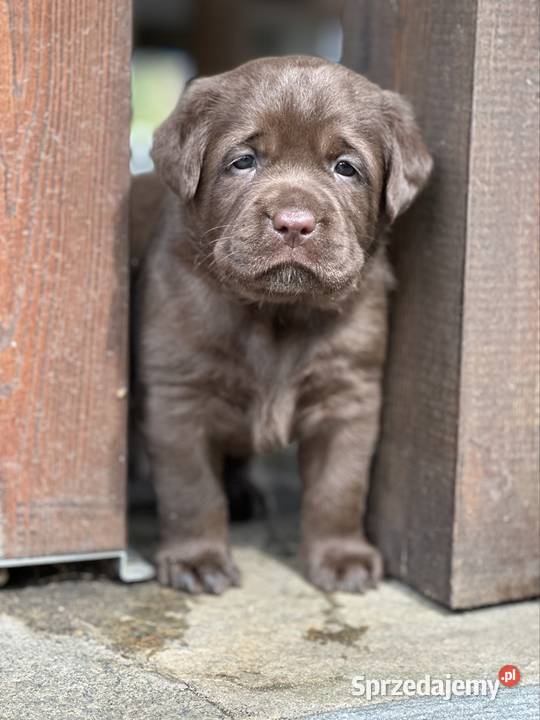 Labrador Retriever FCI szczenięta czarne i Psy Przygodzice