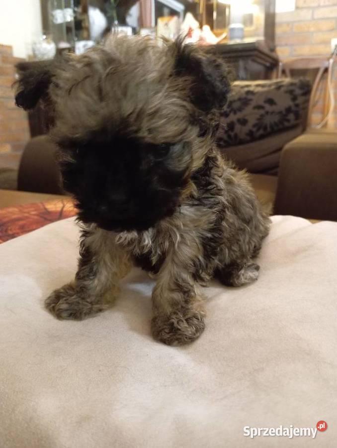 Sprzedam Sunię rasy Rosyjska Bolonka Kolorowa sprzedam