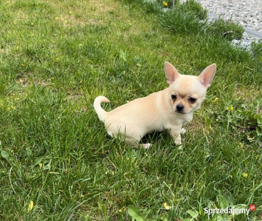 CHIHUAHUA PIĘKNA KREMOWA SUNIA mazowieckie Warszawa