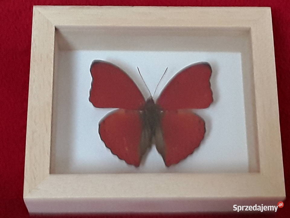 Motyl w ramce 8x10 Cymothoe sangaris 50 mm zachodniopomorskie