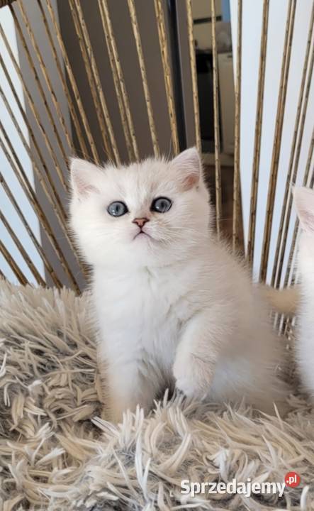 Kocięta srebrne Maliwia Zielona Góra sprzedam