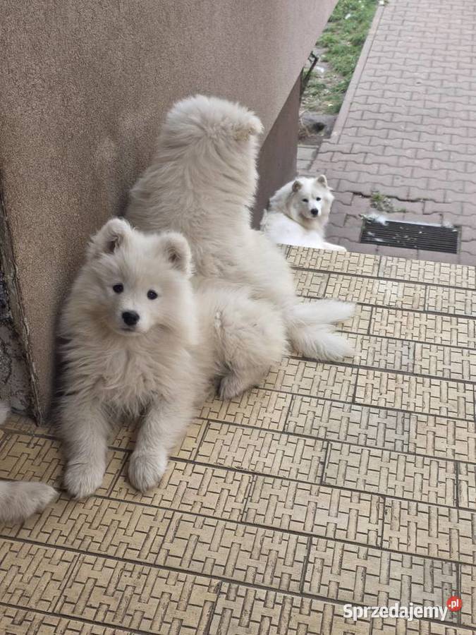 Samoyed gotowy do odbioru Warszawa