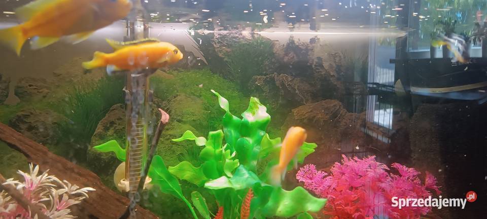 Oddam ptasie mleczko 4 pyszczaki Głowno