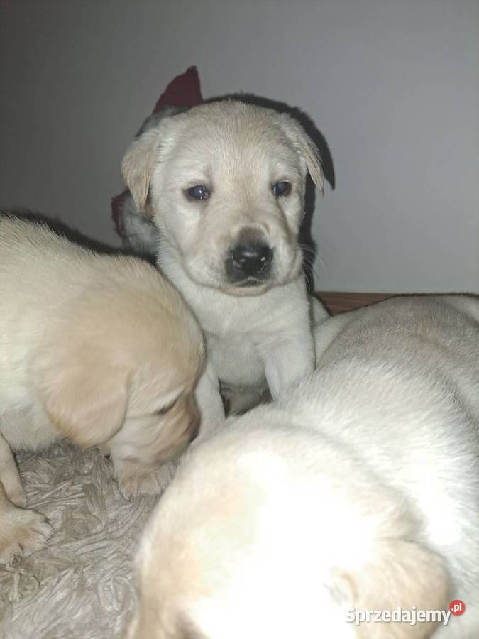 Labrador Retriever szczeniaki Tarnów