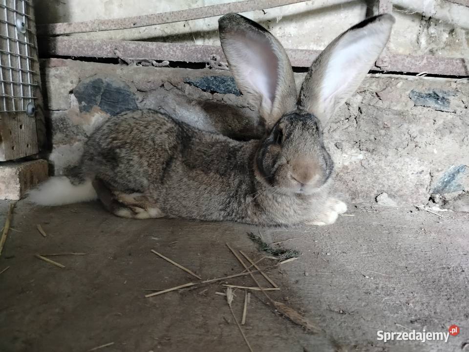 Królik olbrzym belgijski Kumelsk