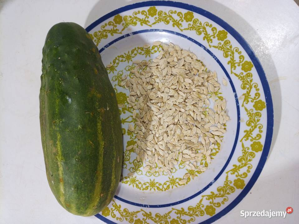 Pomidor rosyjski Nasiona kolekcjonerskie Nowy Sącz sprzedam