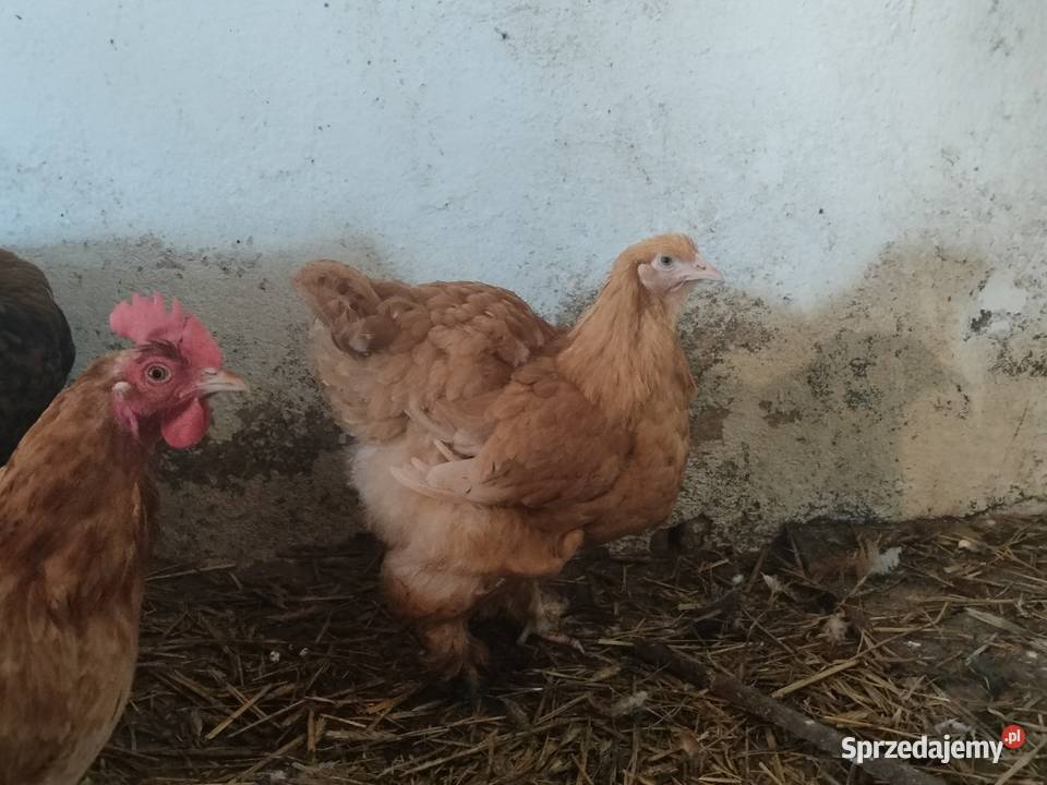 Sprzedam kury koguty tegoroczne Brahma i Kochin Liniewo