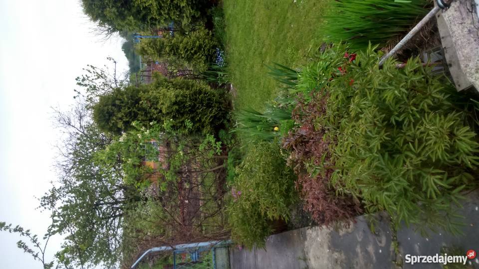 Ogródek działkowy 36zł/m2 Zabrze