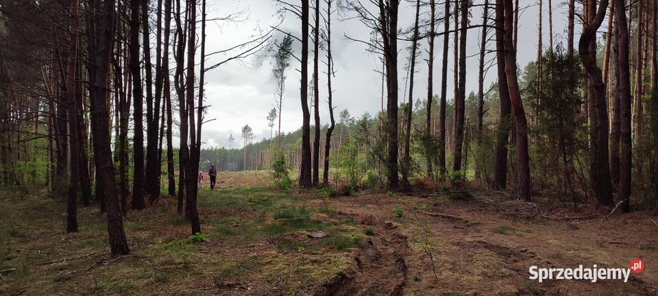 Działka leśna 242 ha całkowitym wyrębie drzew