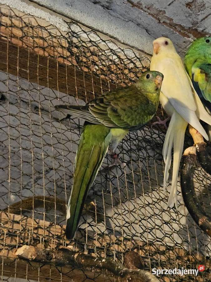 Sprzedam świergotki Ptaki Koźminek