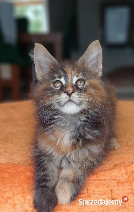 Maine Coon Kotka f22 Rodowód FPL Olkusz