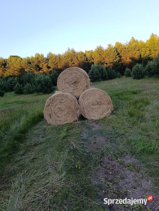Siano bele 135x120 Czatachowa