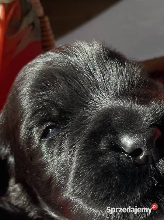 Sznaucer olbrzym szczenię Nowa Sól