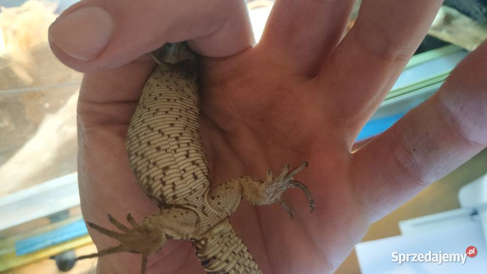 jaszczurka waran kolczastoogonowy terrarium Warszawa